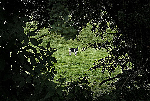 公牛,地点,科克郡,爱尔兰