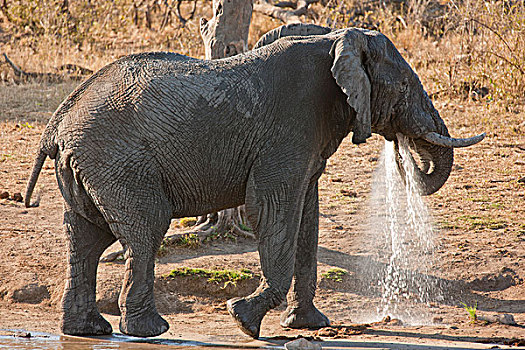 非洲,大象,水坑,克鲁格国家公园,南非