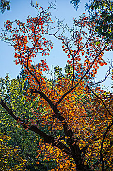 北京香山公园香山红叶