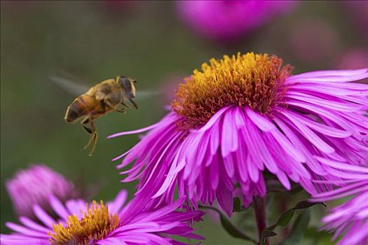 蜜蜂,意大利蜂,接近,花