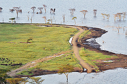 肯尼亚,纳库鲁湖国家公园,洪水,风景,上方,公园