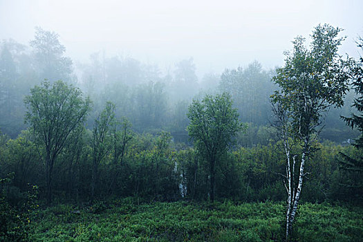 雾气,原始森林,大兴安岭