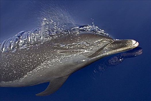 夏威夷,海豚,游动,表面