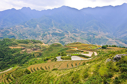风景,稻米,梯田,越南