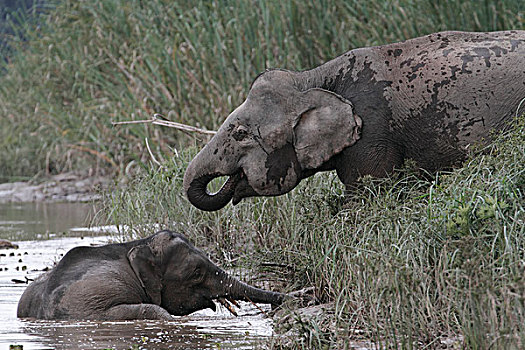 亚洲象,象属,一对,喝,浴,马来西亚