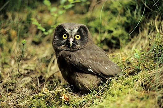 鬼鸮,幼鸟,北莱茵威斯特伐利亚,德国,欧洲