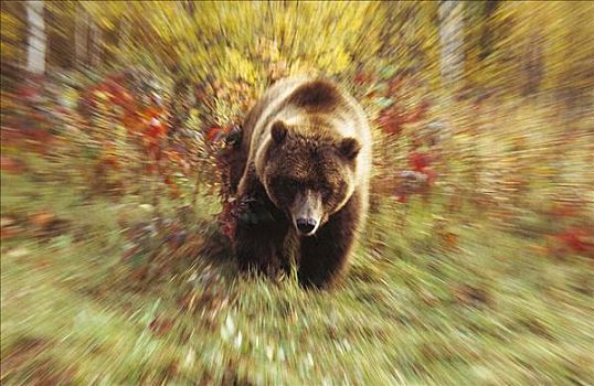大灰熊,棕熊,哺乳动物,跑,落基山脉,北方,美国西部,北美,动感,动物