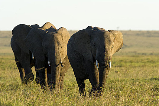 非洲象,走,马赛马拉,肯尼亚,非洲