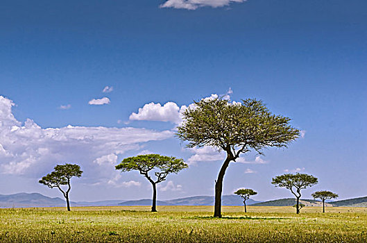 非洲,东非,坦桑尼亚,塞伦盖蒂,动物,刺槐,伞,刺