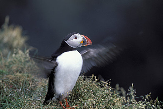 冰岛,南海岸,靠近,鸟,大西洋角嘴海雀,振翅