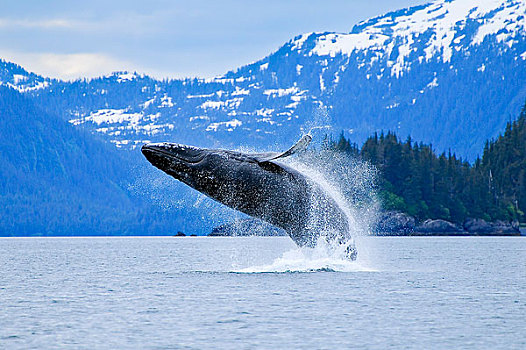 驼背鲸,鲸跃,正面,湾,威廉王子湾,阿拉斯加,夏天