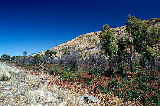 灌木丛,风景,卡瑞吉尼国家公园,西澳大利亚,澳大利亚