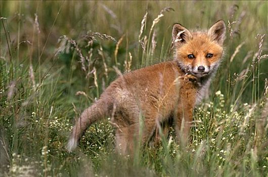 红狐,狐属,小动物,欧洲