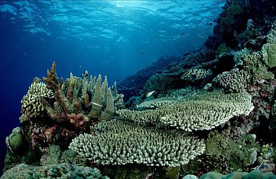 珊瑚礁,困难,珊瑚