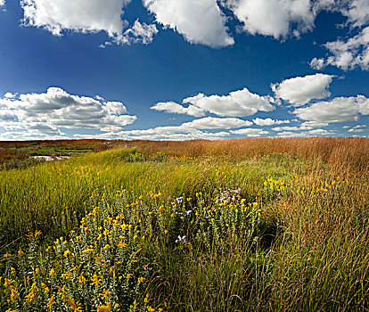 草原,接触,天空,北方,国家野生动植物保护区,明尼苏达