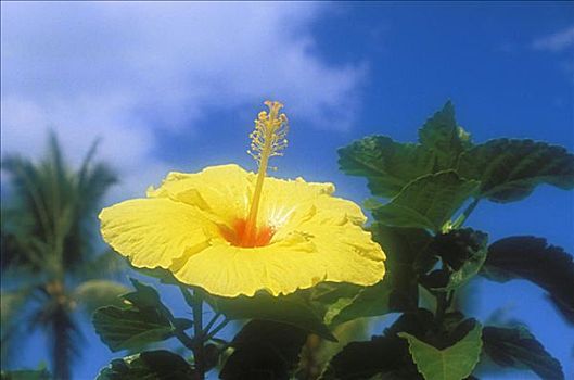 夏威夷,黄色,木槿