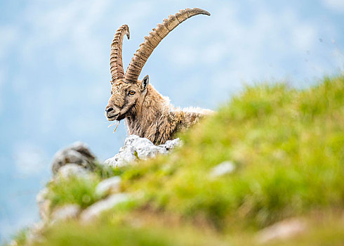 阿尔卑斯野山羊,羱羊,山,贝希特斯加登,阿尔卑斯山,萨尔茨堡,奥地利,欧洲