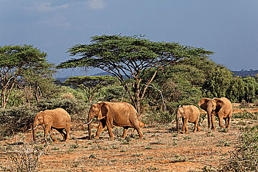 非洲,大象,国家,禁猎区,肯尼亚