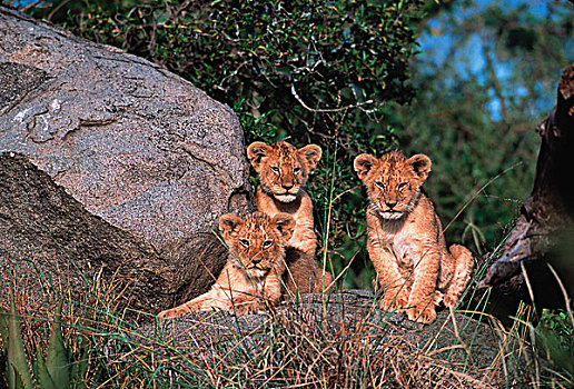 非洲,坦桑尼亚,塞伦盖蒂,塞伦盖蒂国家公园,狮子,幼狮
