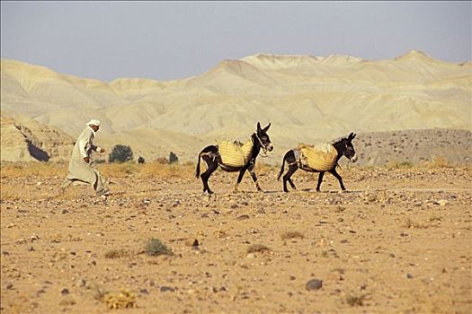 男人,两个,驴,摩洛哥