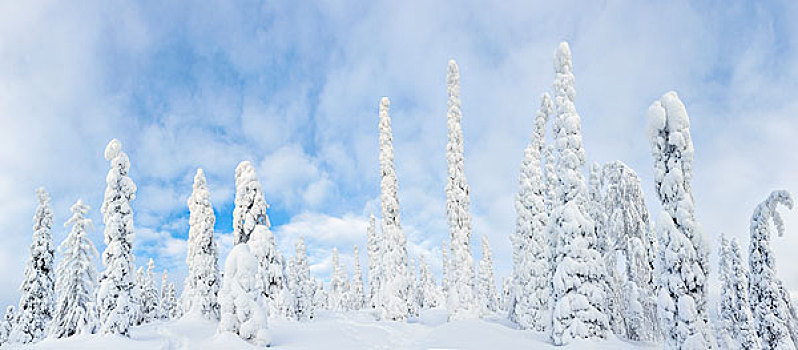 积雪,树,国家公园,拉普兰,芬兰,大幅,尺寸