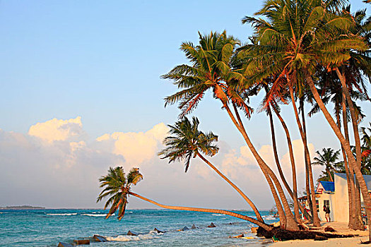 马尔代夫,岛屿,海滩,棕榈树