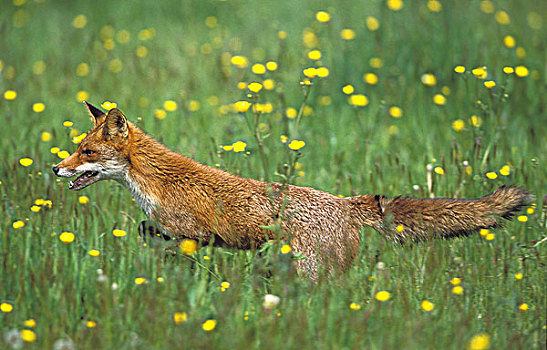 红狐,狐属,成年,环顾,野花,诺曼底