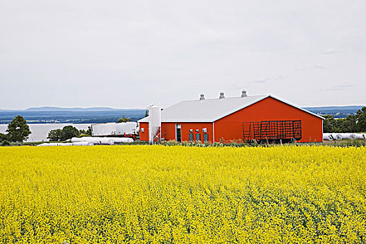橙色,谷仓,地点,黄色,油菜,魁北克,加拿大
