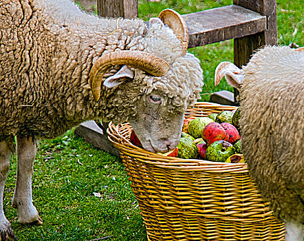 两只,羊,吃,苹果,柳条篮