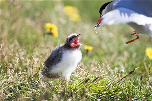 母兽,北极燕鸥,喂婴儿,冰岛