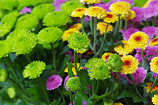 小野菊花