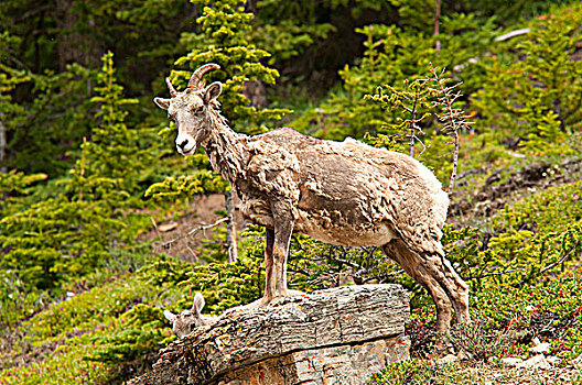 大角羊,站立,树林,碧玉国家公园,艾伯塔省,加拿大