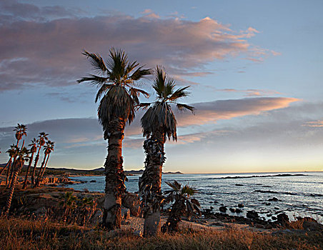 棕榈树,湾,下加利福尼亚州,墨西哥