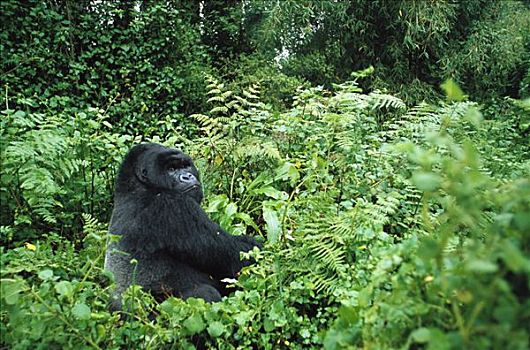 山地大猩猩,大猩猩,大,银背大猩猩,旅游,维龙加山,卢旺达