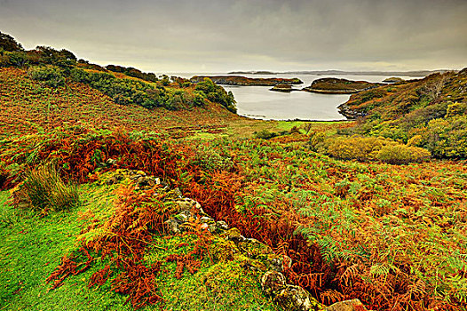 秋天,蕨类,海岸,苏格兰高地