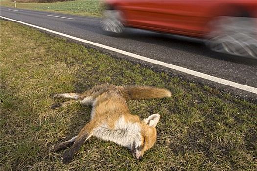 死,红狐,狐属,侧面,道路