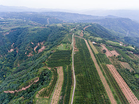 航拍河南三门峡灵宝市川口乡赵家沟村樱桃种植林