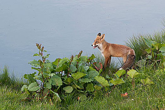 红狐,狐属,站立,正面,小,高山湖,奥地利,欧洲