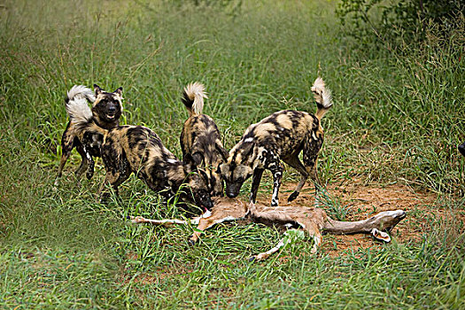 非洲野狗,非洲野犬属,牧群,杀,大捻角羚,纳米比亚