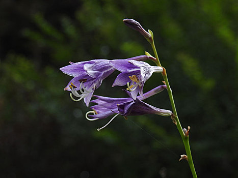 盛开的紫玉簪花