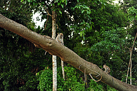 malaysia,borneo,kinabatangan,proboscis,monkey,on,trees