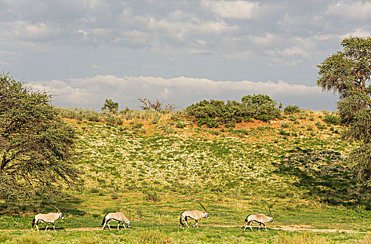 南非大羚羊,羚羊,牧群,漫游,靠近,沙丘,下雨,季节,绿色,环境,卡拉哈里沙漠,卡拉哈迪大羚羊国家公园,南非,非洲