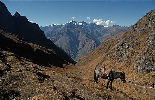 驮兽,山峦,小路,马丘比丘,秘鲁,南美