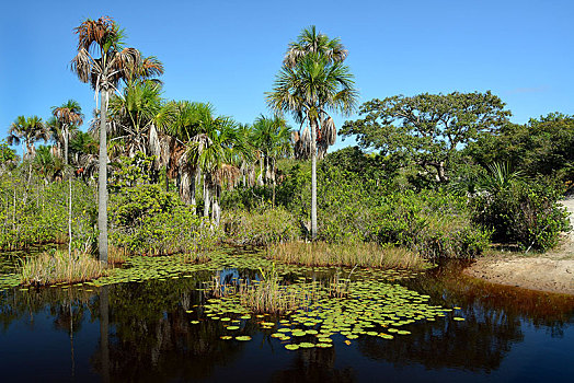 棕榈树,荷花,河,三角洲,巴西,南美