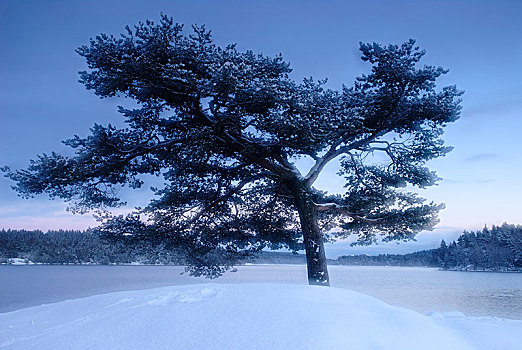 松树,湖