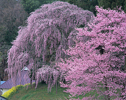 樱花