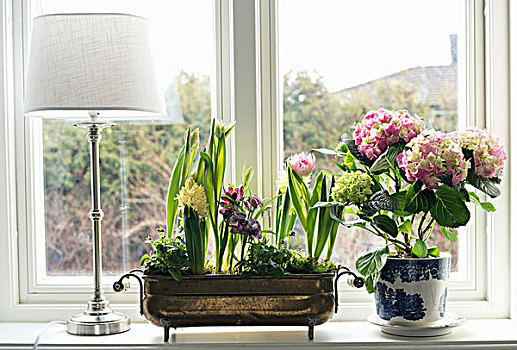 黄铜,器具,春花,盆栽,八仙花属,窗台