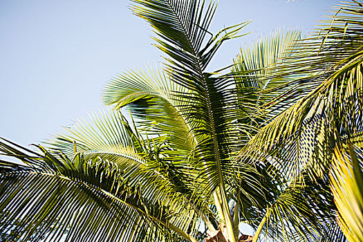 度假,自然,背景,概念,棕榈树,上方,蓝天
