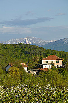 马其顿,水果,乡村,山