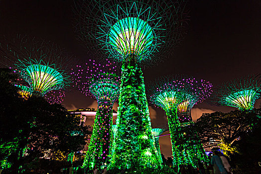 仰视,光亮,小树林,花园,湾,新加坡,夜晚